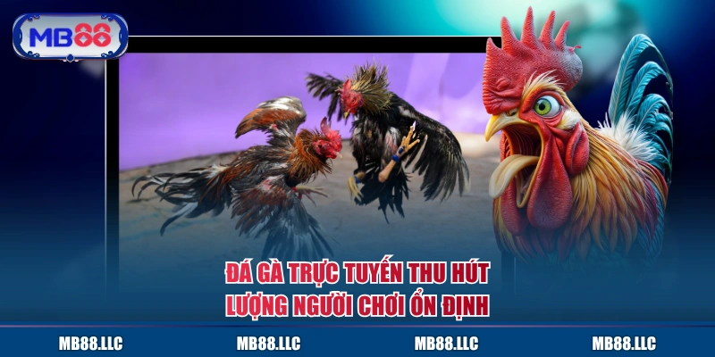 Đá gà trực tuyến thu hút lượng người chơi ổn định